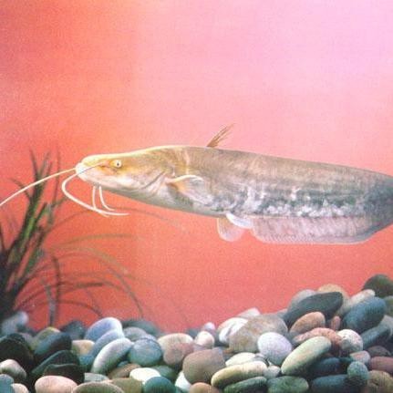 鯰魚種類大全圖解|silurusasotusalis鯰魚鯰魚鯰魚養殖方法 鯰魚種類大全圖解|silurusasotusalis鯰魚鯰魚鯰魚養殖方法 龍魚論壇 第1張