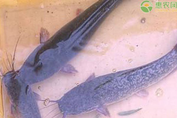 鯰魚種類大全圖解|silurusasotusalis鯰魚鯰魚鯰魚養殖方法 鯰魚種類大全圖解|silurusasotusalis鯰魚鯰魚鯰魚養殖方法 龍魚論壇 第6張