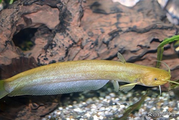 鯰魚種類大全圖解|silurusasotusalis鯰魚鯰魚鯰魚養殖方法 鯰魚種類大全圖解|silurusasotusalis鯰魚鯰魚鯰魚養殖方法 龍魚論壇 第7張