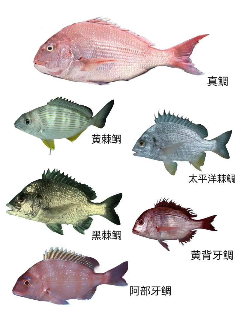 鯛魚圖片|八鮮過海,鯛科黃錫鯛在臺灣養(yǎng)殖30年產(chǎn)銷市場