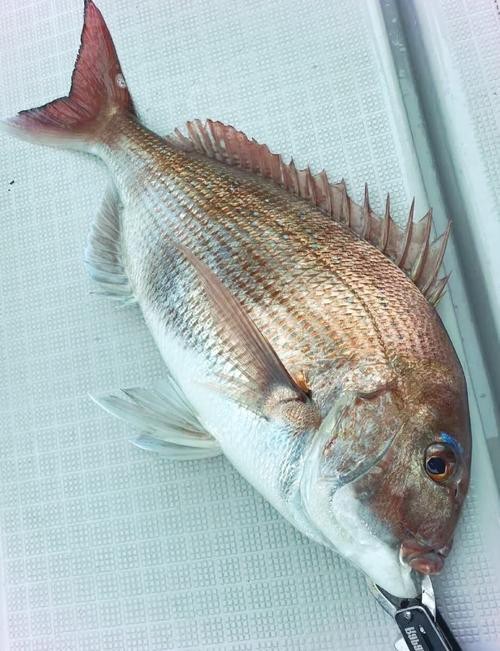 鯛魚圖片|八鮮過海,鯛科黃錫鯛在臺灣養(yǎng)殖30年產(chǎn)銷市場