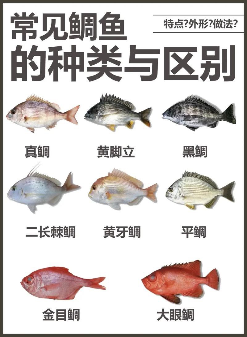 鯛魚圖片|八鮮過海,鯛科黃錫鯛在臺灣養(yǎng)殖30年產(chǎn)銷市場
