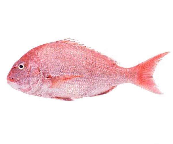 鯛魚圖片|八鮮過海,鯛科黃錫鯛在臺灣養(yǎng)殖30年產(chǎn)銷市場