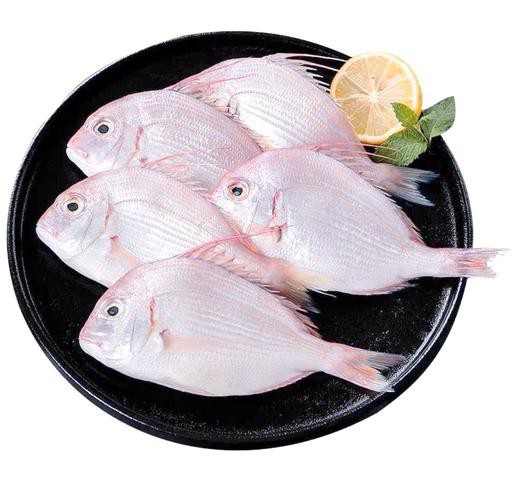 鯛魚圖片|八鮮過海,鯛科黃錫鯛在臺灣養(yǎng)殖30年產(chǎn)銷市場