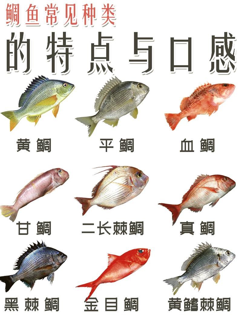 鯛魚圖片|八鮮過海,鯛科黃錫鯛在臺灣養(yǎng)殖30年產(chǎn)銷市場