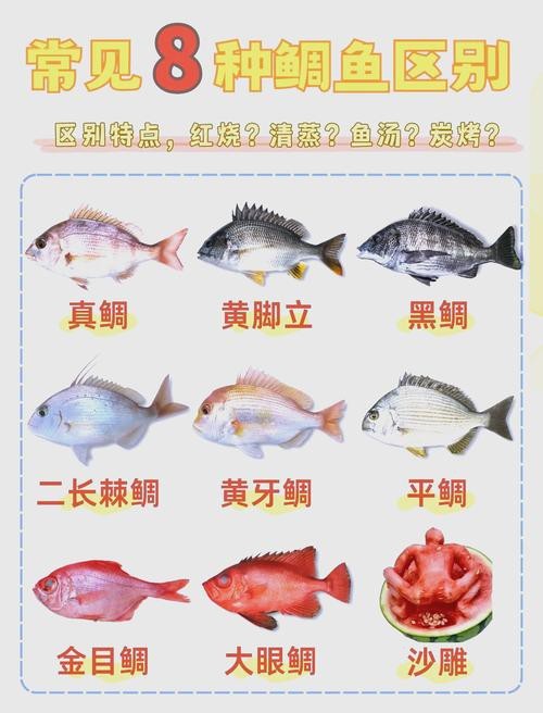 鯛魚圖片|八鮮過海,鯛科黃錫鯛在臺灣養(yǎng)殖30年產(chǎn)銷市場