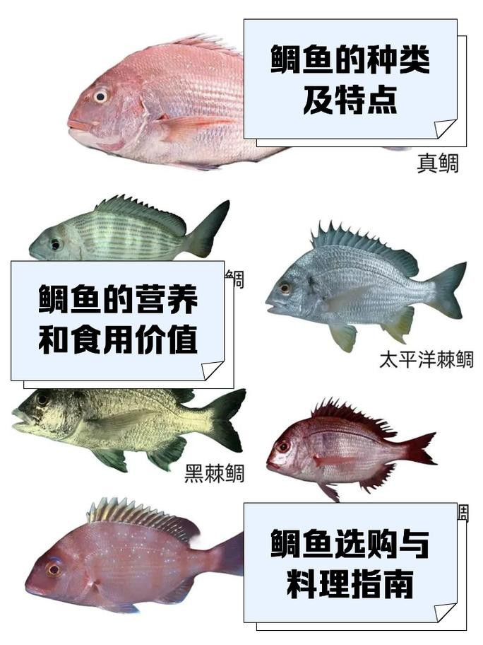 鯛魚圖片|八鮮過海,鯛科黃錫鯛在臺灣養(yǎng)殖30年產(chǎn)銷市場
