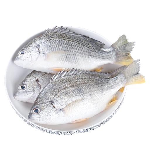 鯛魚圖片|八鮮過海,鯛科黃錫鯛在臺灣養(yǎng)殖30年產(chǎn)銷市場
