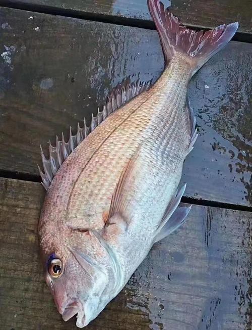 鯛魚圖片|八鮮過海,鯛科黃錫鯛在臺灣養(yǎng)殖30年產(chǎn)銷市場