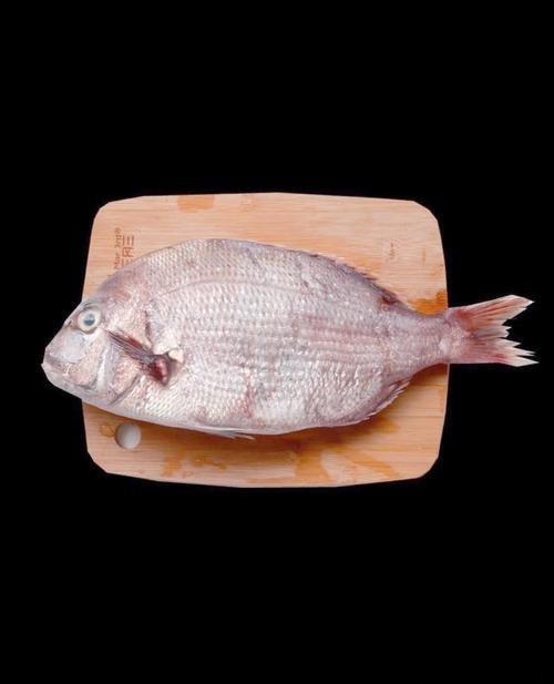 鯛魚圖片|八鮮過海,鯛科黃錫鯛在臺灣養(yǎng)殖30年產(chǎn)銷市場