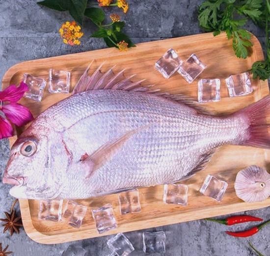 鯛魚圖片|八鮮過海,鯛科黃錫鯛在臺灣養(yǎng)殖30年產(chǎn)銷市場