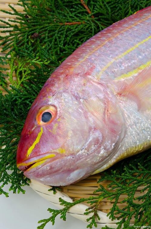 鯛魚圖片|八鮮過海,鯛科黃錫鯛在臺灣養(yǎng)殖30年產(chǎn)銷市場