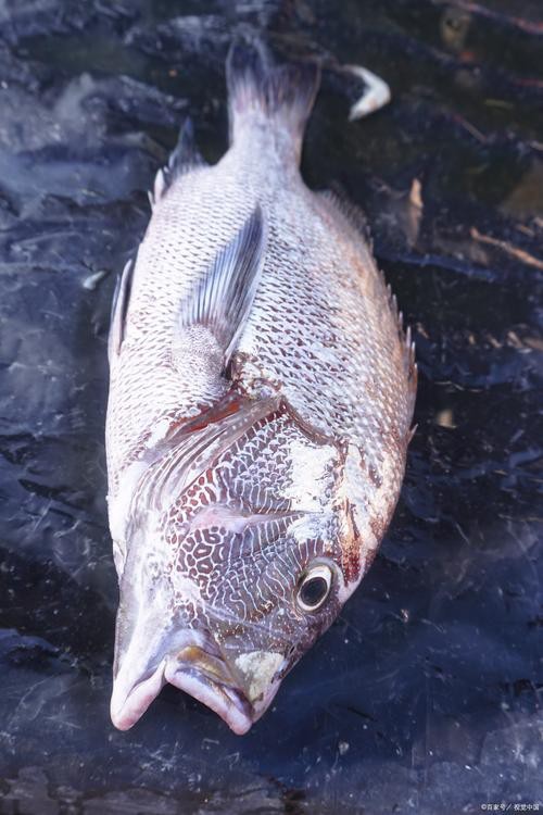 鯛魚圖片|八鮮過海,鯛科黃錫鯛在臺灣養(yǎng)殖30年產(chǎn)銷市場