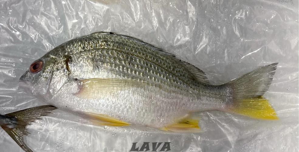 鯛魚圖片|八鮮過海,鯛科黃錫鯛在臺灣養(yǎng)殖30年產(chǎn)銷市場