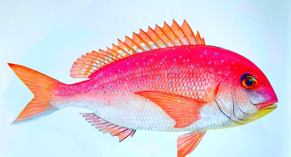 鯛魚圖片|八鮮過海,鯛科黃錫鯛在臺灣養(yǎng)殖30年產(chǎn)銷市場