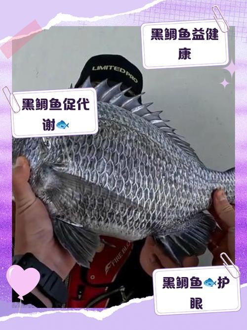 鯛魚圖片|八鮮過海,鯛科黃錫鯛在臺灣養(yǎng)殖30年產(chǎn)銷市場