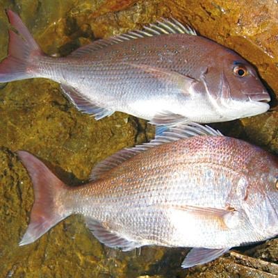 鯛魚圖片|八鮮過海,鯛科黃錫鯛在臺灣養(yǎng)殖30年產(chǎn)銷市場