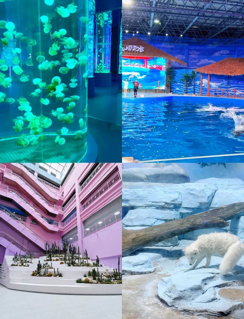 花都水族店|廣州市花都區魚趣花鳥水族店