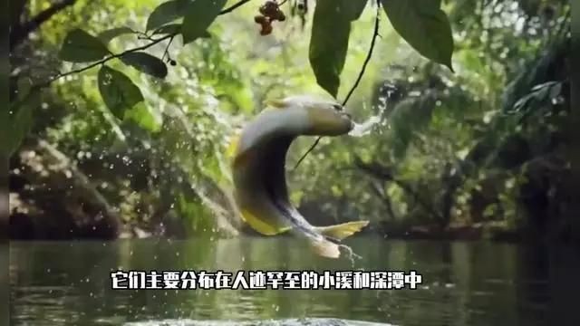 馬來西亞忘不了魚一斤多少錢|馬來西亞名貴魚種“忘不了魚”,湖州大叔養出國產版!