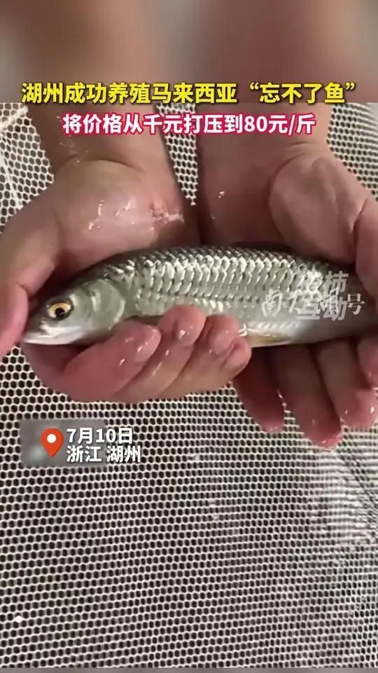 馬來西亞忘不了魚一斤多少錢|馬來西亞名貴魚種“忘不了魚”,湖州大叔養出國產版!