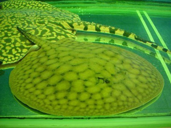 淡水魟魚(yú)品種大全|淡水魟魚(yú)品種詳解