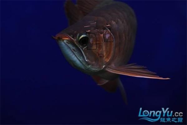 龍魚打架受傷后多久會恢復？|智能模式回答完成調用工具：百度健康龍魚打架受傷后的恢復時間因傷勢輕重