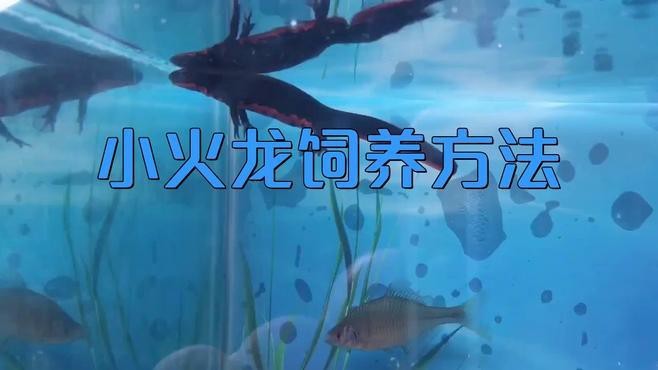 小火龍魚有哪些飼養(yǎng)注意事項(xiàng)？|小火龍蠑螈怎么養(yǎng)小火龍魚10大忌游鹿vlog