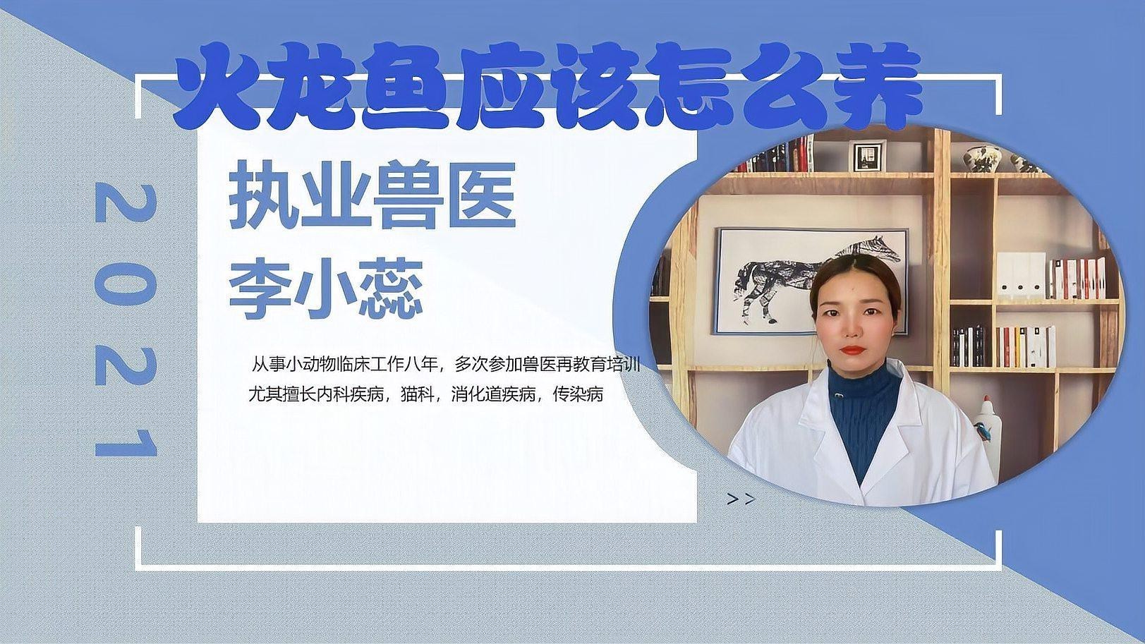 小火龍魚有哪些飼養(yǎng)注意事項(xiàng)？|小火龍蠑螈怎么養(yǎng)小火龍魚10大忌游鹿vlog