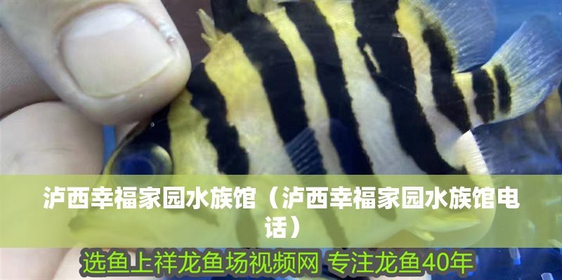 瀘西水族店|瀘西縣擁有多家特色水族館及水族店及水族店鋪的詳細信息 瀘西水族店|瀘西縣擁有多家特色水族館及水族店及水族店鋪的詳細信息 全國水族館企業名錄 第1張