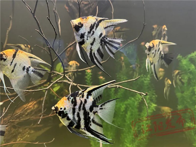 瀘西水族店|瀘西縣擁有多家特色水族館及水族店及水族店鋪的詳細信息 瀘西水族店|瀘西縣擁有多家特色水族館及水族店及水族店鋪的詳細信息 全國水族館企業名錄 第4張