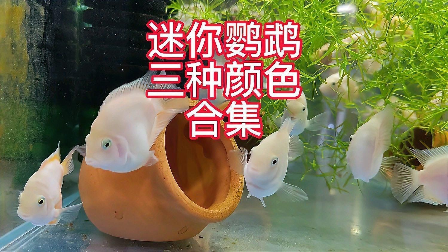 迷你鸚鵡魚最正宗三個品種|三種顏色的迷你鸚鵡魚