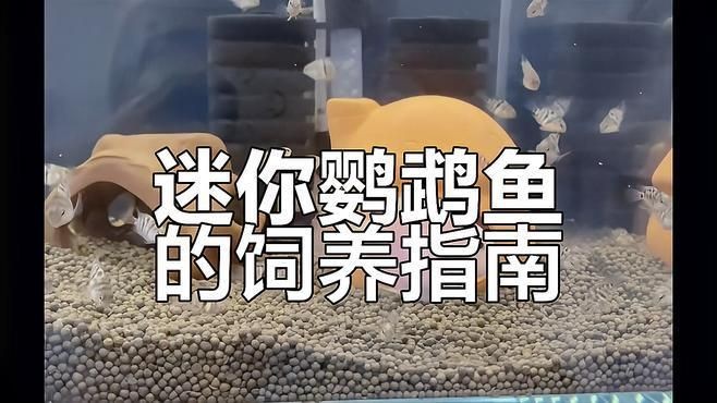 迷你鸚鵡魚最正宗三個品種|三種顏色的迷你鸚鵡魚