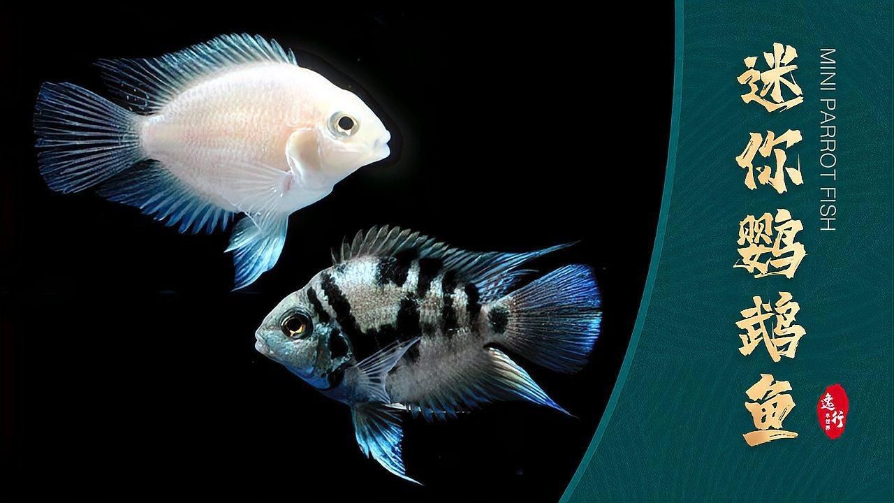 迷你鸚鵡魚最正宗三個品種|三種顏色的迷你鸚鵡魚