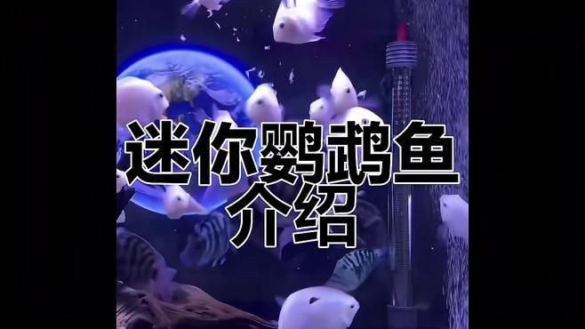 迷你鸚鵡魚最正宗三個品種|三種顏色的迷你鸚鵡魚