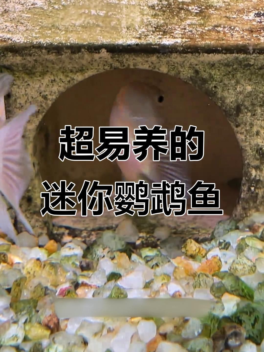 迷你鸚鵡魚最正宗三個品種|三種顏色的迷你鸚鵡魚