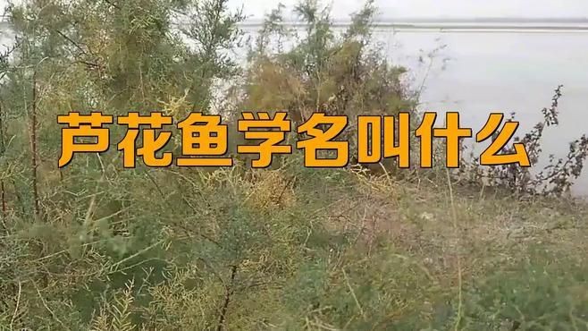 蘆花鯽魚|什么鯽魚長得最大碼