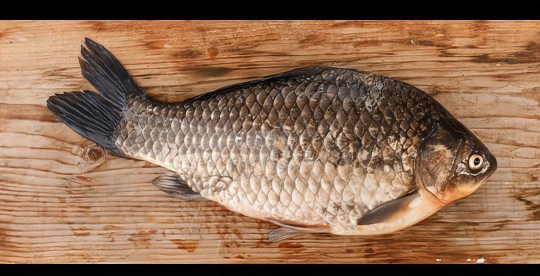 蘆花鯽魚|什么鯽魚長得最大碼