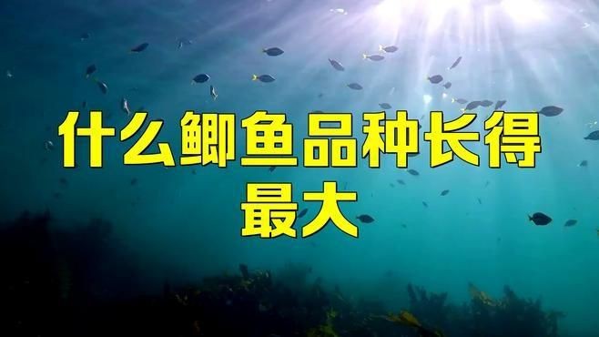 蘆花鯽魚|什么鯽魚長得最大碼