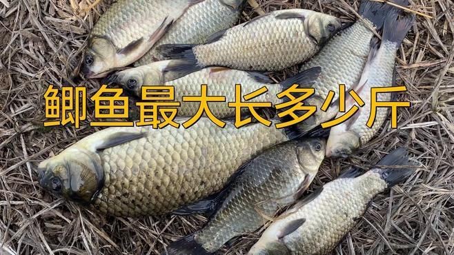 蘆花鯽魚|什么鯽魚長得最大碼