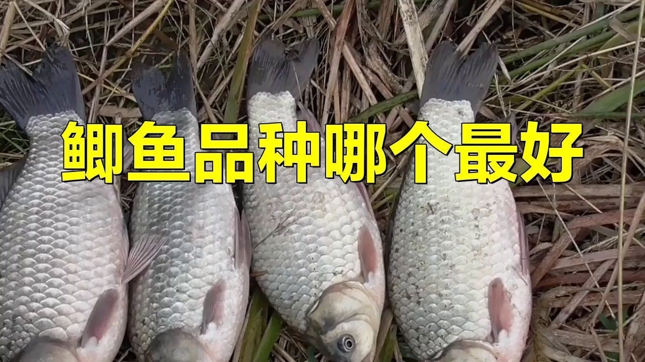 蘆花鯽魚|什么鯽魚長得最大碼