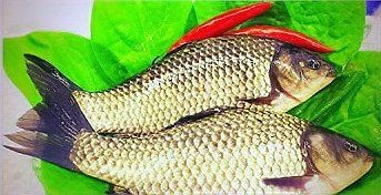 蘆花鯽魚|什么鯽魚長得最大碼
