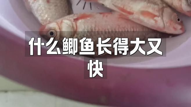 蘆花鯽魚|什么鯽魚長得最大碼