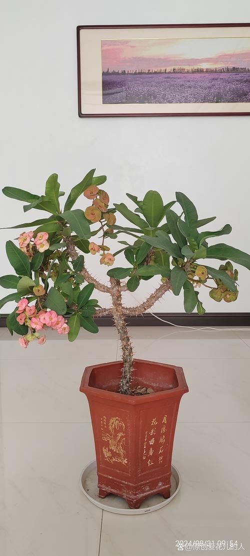 虎刺花圖片|農村常見虎刺，別名繡花針，鳥不踏，鳥不宿，根是藥材，認識是寶