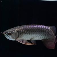 魚塘魚身上長紅血點|養殖魚身上有紅斑是什么原因 魚塘魚身上長紅血點|養殖魚身上有紅斑是什么原因 龍魚百科 第6張