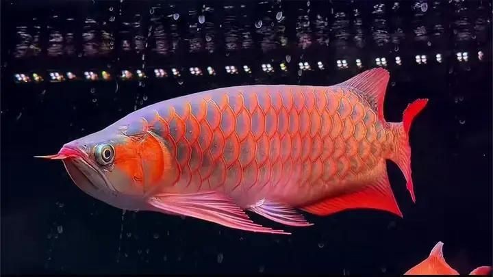 紅龍魚戰車圖鑒最新版本更新內容|關于紅龍魚戰車的最新圖鑒