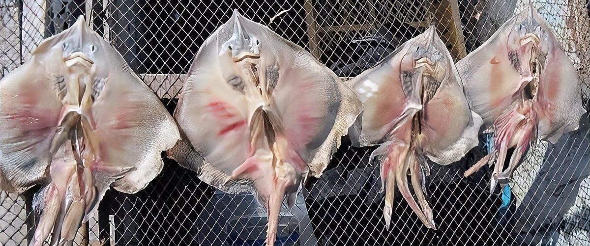 韓國臭魚叫什么|揭秘韓國“臭”名鼎鼎的黑暗料理—斑鰩，摩根汪汪 韓國臭魚叫什么|揭秘韓國“臭”名鼎鼎的黑暗料理—斑鰩，摩根汪汪 龍魚論壇 第8張