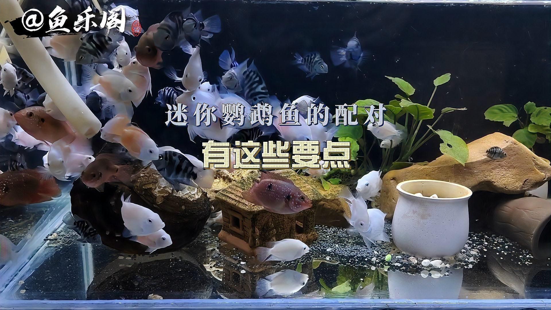 迷你鸚鵡魚一只總追另一只|迷你鸚鵡魚出現追逐行為怎么辦 迷你鸚鵡魚一只總追另一只|迷你鸚鵡魚出現追逐行為怎么辦 龍魚百科 第2張