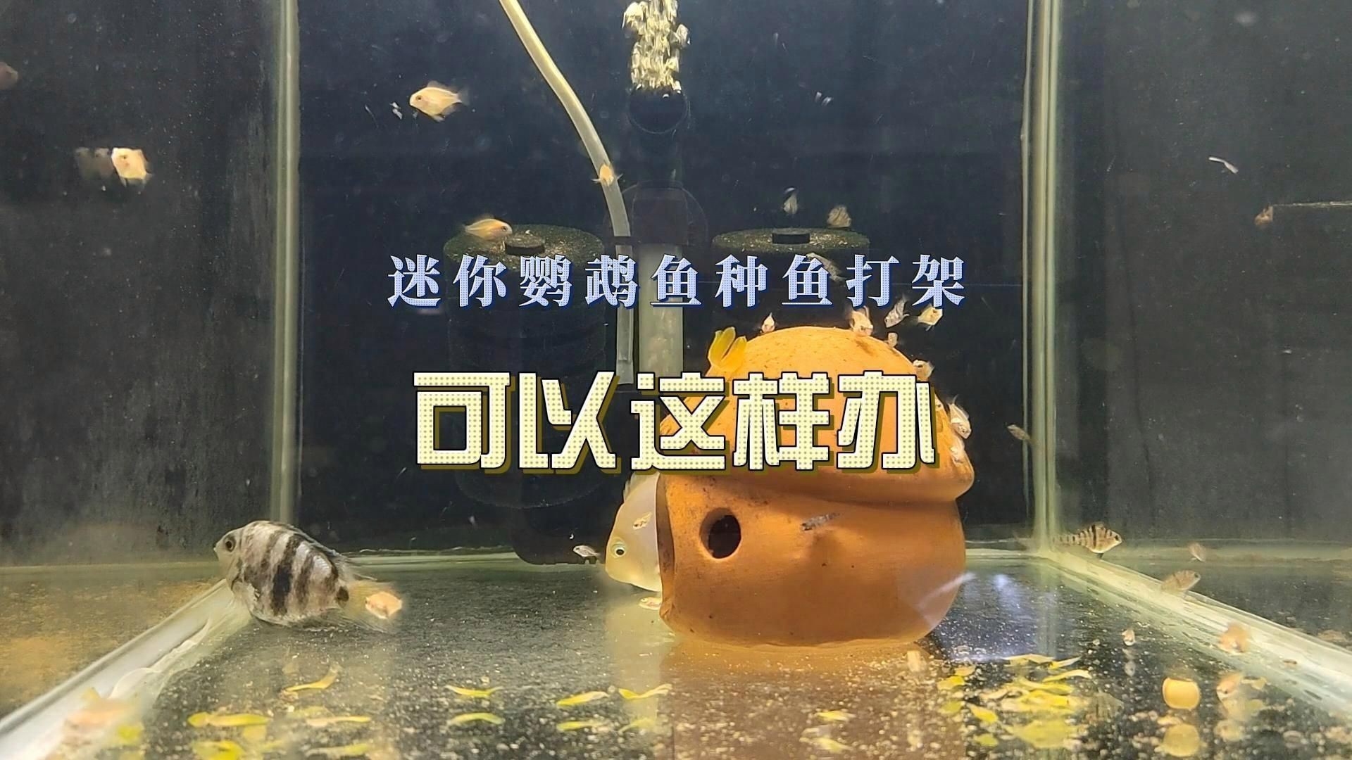 迷你鸚鵡魚一只總追另一只|迷你鸚鵡魚出現追逐行為怎么辦 迷你鸚鵡魚一只總追另一只|迷你鸚鵡魚出現追逐行為怎么辦 龍魚百科 第4張