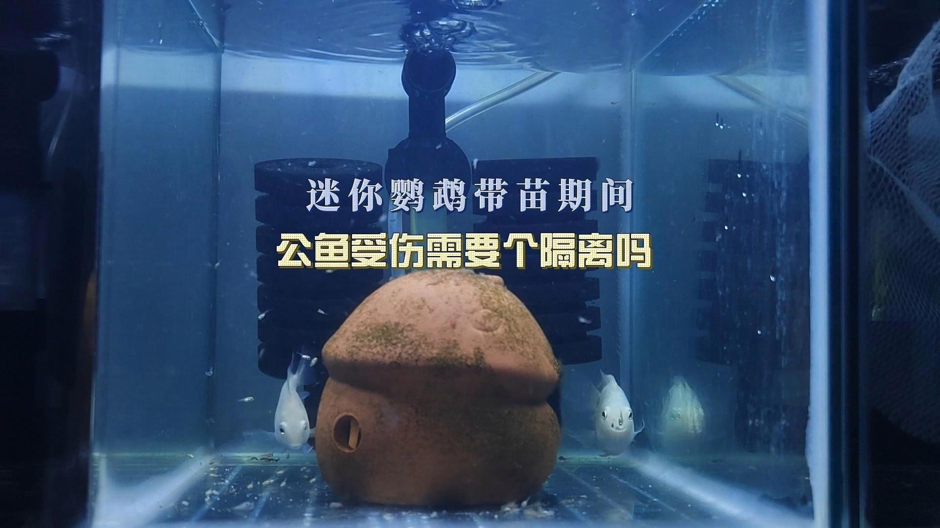 迷你鸚鵡魚一只總追另一只|迷你鸚鵡魚出現追逐行為怎么辦 迷你鸚鵡魚一只總追另一只|迷你鸚鵡魚出現追逐行為怎么辦 龍魚百科 第3張