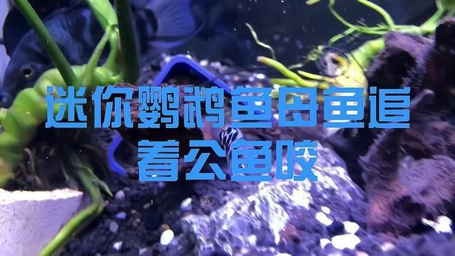 迷你鸚鵡魚一只總追另一只|迷你鸚鵡魚出現追逐行為怎么辦 迷你鸚鵡魚一只總追另一只|迷你鸚鵡魚出現追逐行為怎么辦 龍魚百科 第8張